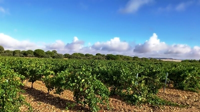 Vino de la Tierra